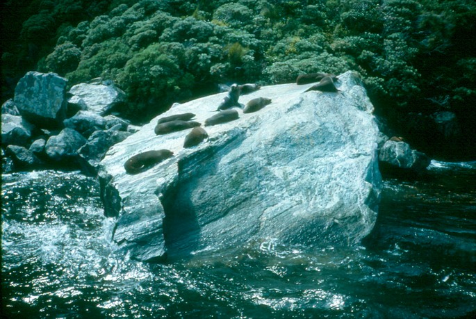 NewZealand_1989_Bfa-2