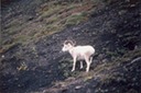 picAlaskaN