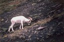 picAlaskaQ