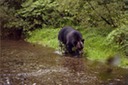 picBearsD103