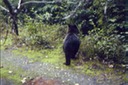 picBearsD