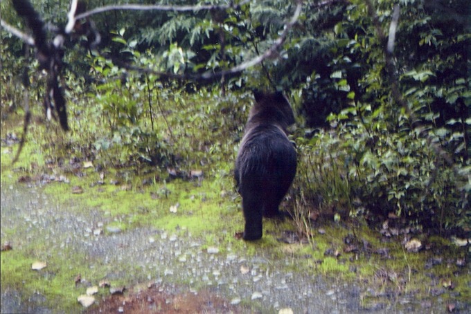 picBearsD