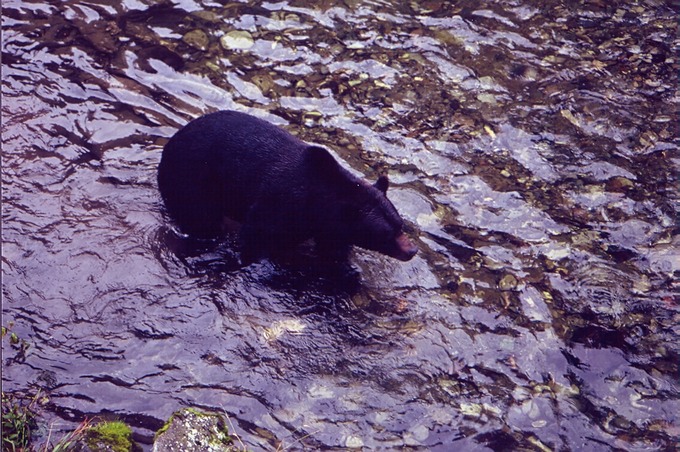 picBearsG102