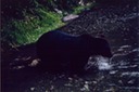 picBearsG104