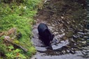 picBearsG