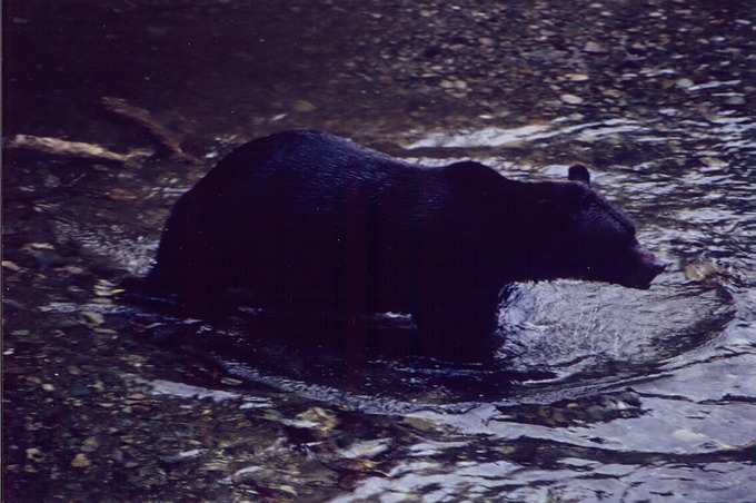 picBearsH