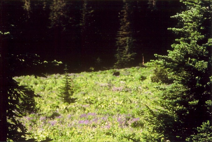picSevenLksBsb_E1