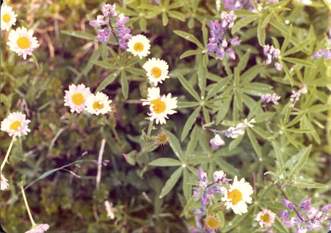 picStHelens_L_E02