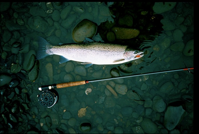 QueetsFishSSH24