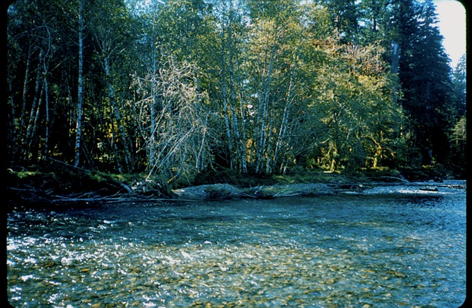 Quinault2702
