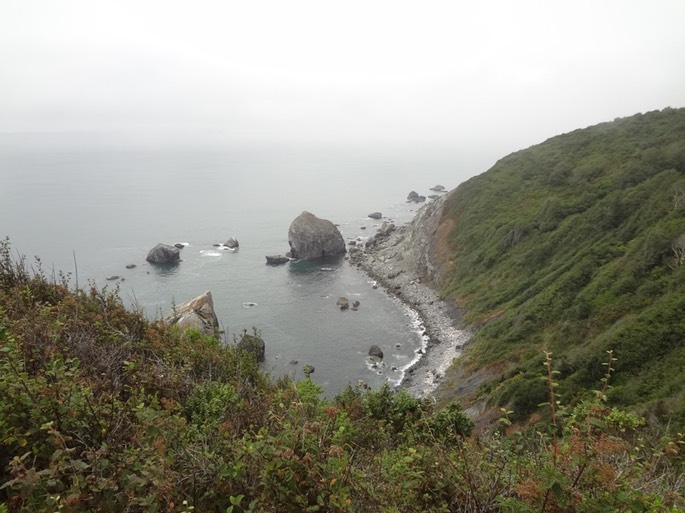 Redwoods_A_20