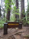 Redwoods_B_10