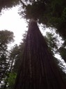 Redwoods_B_21