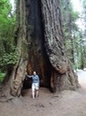 Redwoods_B_22