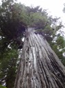 Redwoods_B_25