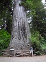 Redwoods_B_27