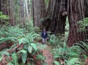 Redwoods_B_8