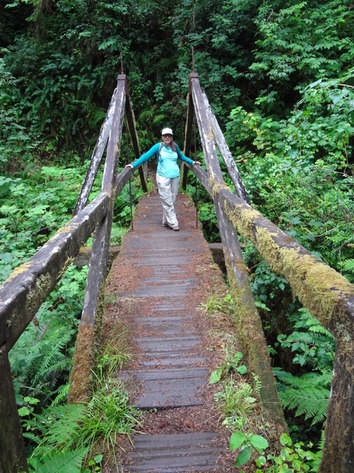 Redwoods_C_27