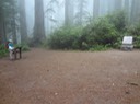 Redwoods_C_34