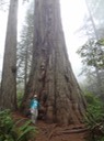 Redwoods_C_37