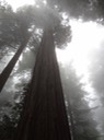 Redwoods_C_38