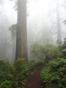 Redwoods_C_4
