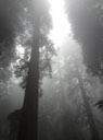 Redwoods_C_5