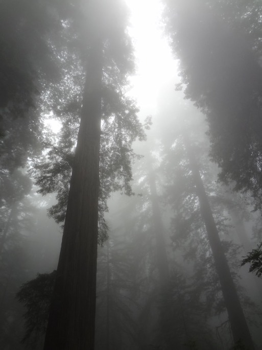 Redwoods_C_5