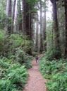 Redwoods_D_10