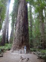 Redwoods_D_12