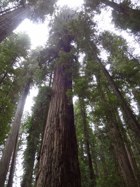 Redwoods D 13