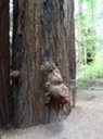 Redwoods_D_15