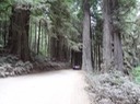 Redwoods_D_1