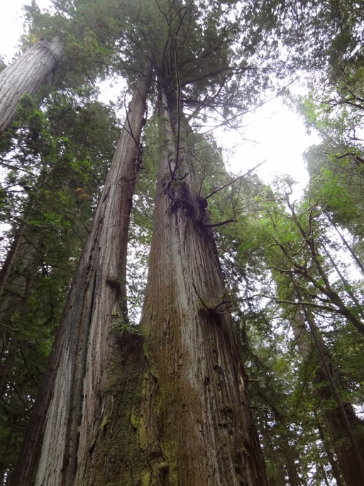 Redwoods_D_7