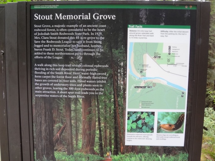Redwoods_D_9